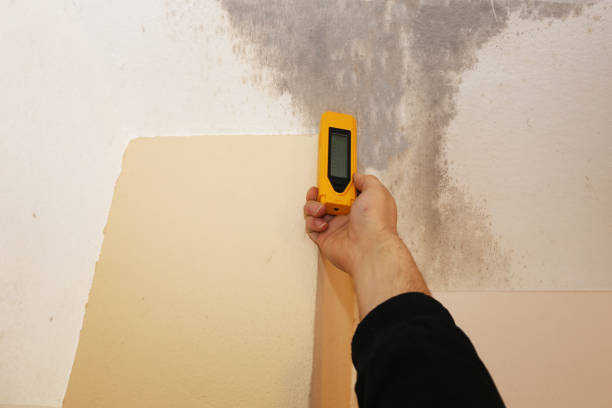 Best Mold Removal for HVAC Installations  in Franklin, GA