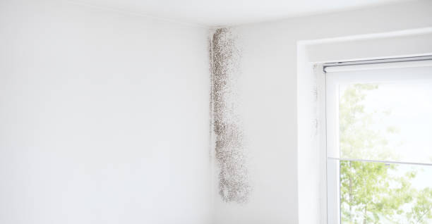Best Mold-Related Health Consultation  in Franklin, GA