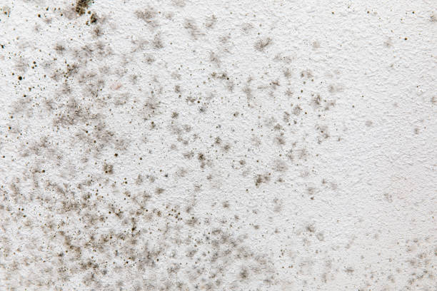 Best Real Estate Mold Inspection  in Franklin, GA
