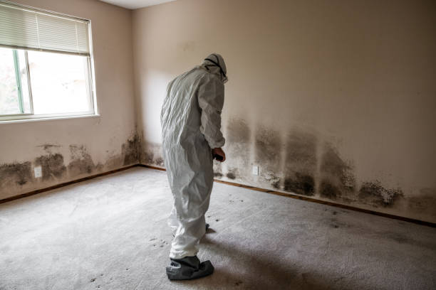 Trusted Franklin, GA Mold Removal Experts