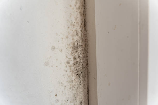 Best Post-Remediation Verification Testing  in Franklin, GA