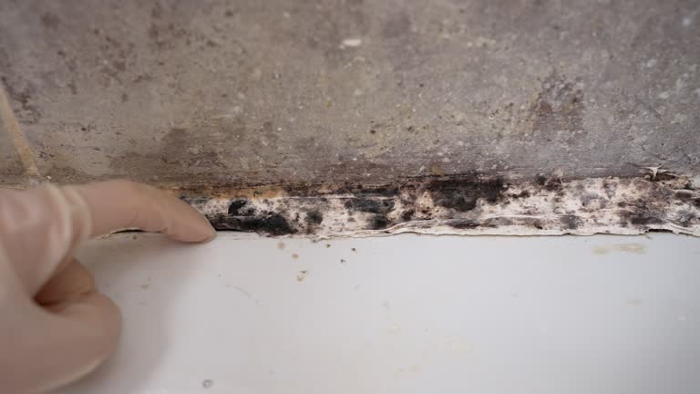 Best Commercial Mold Inspection  in Franklin, GA